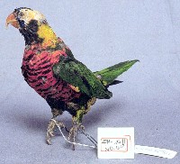 虹彩吸蜜鸚鵡藏品圖，第3張